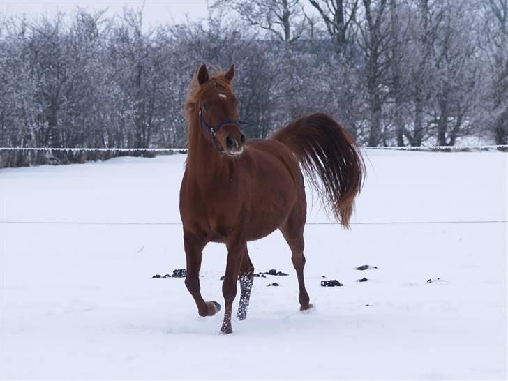 Arabisk fuldblod (OX) Kamilah - vinter 2010 billede 5