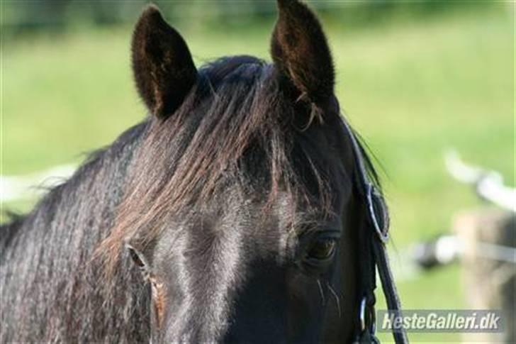 Anden særlig race Sherif - dit flotte udtryg . ..  billede 8