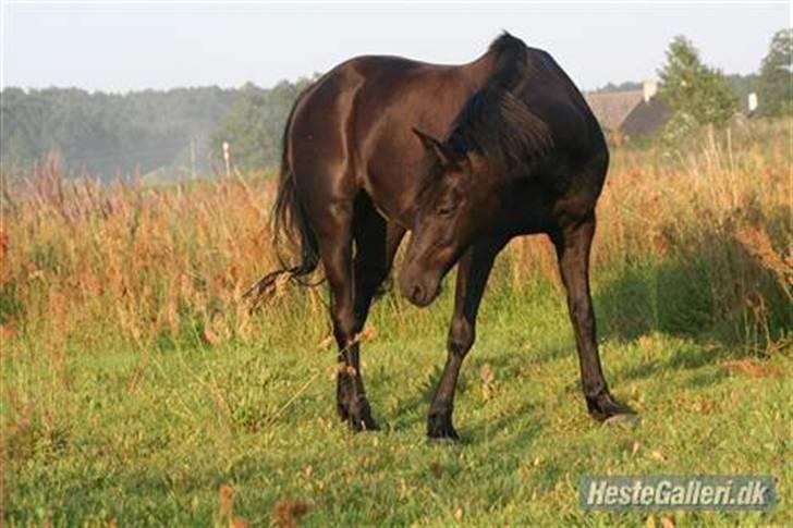 Anden særlig race Sherif - Sherif <33  billede 9