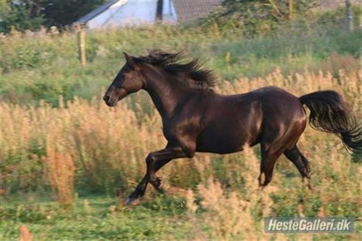 Anden særlig race Sherif - Bedste billede af dig!  billede 10