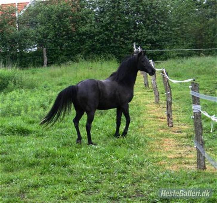 Anden særlig race Sherif - Min (og Signes) Sherif! billede 11