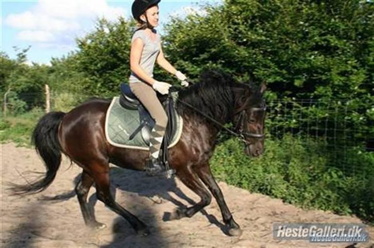 Anden særlig race Sherif - Sherif sammen med sin rigtige ejer(Signe B). den farve du har der, er seriøst flot, synes jeg virkelig ! billede 12