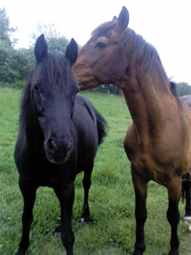 Anden særlig race Sherif - Sherif&Futte, elsker jer begge så højt, og Futte, du er så gammel at du snart ikke skal være her mere, det bliver trist uden dig..  billede 15