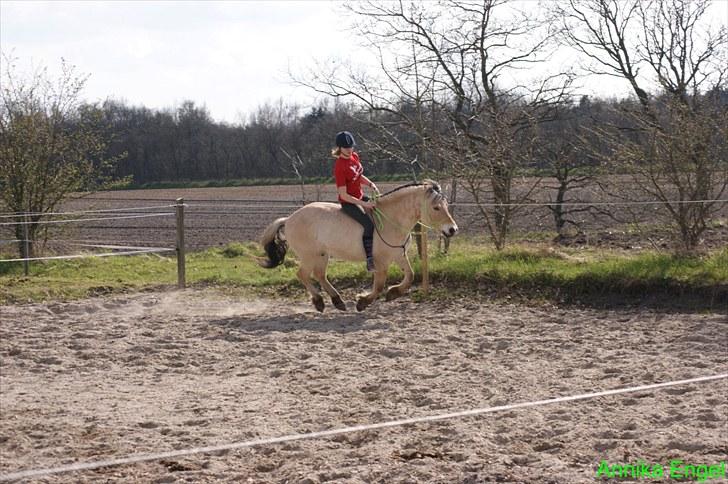 Fjordhest Lucas - dejlige hest (: billede 3