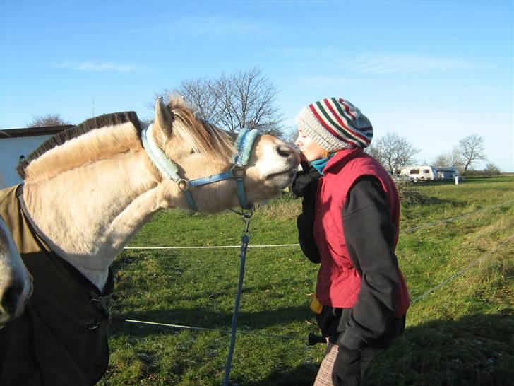 Fjordhest Lucas - kysser på kommando (: <3 billede 4