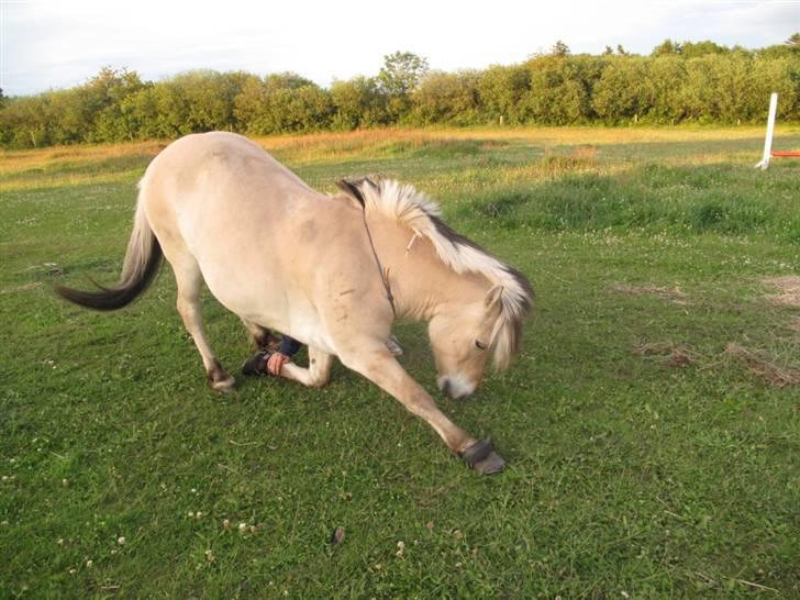 Fjordhest Lucas - kompliment :D han kan det næsten perfekt :) billede 5