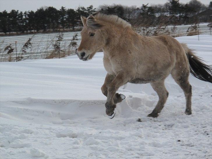 Fjordhest Lucas - <3 billede 10