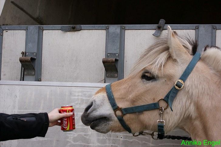 Fjordhest Lucas - lucas elsker cola :D billede 11