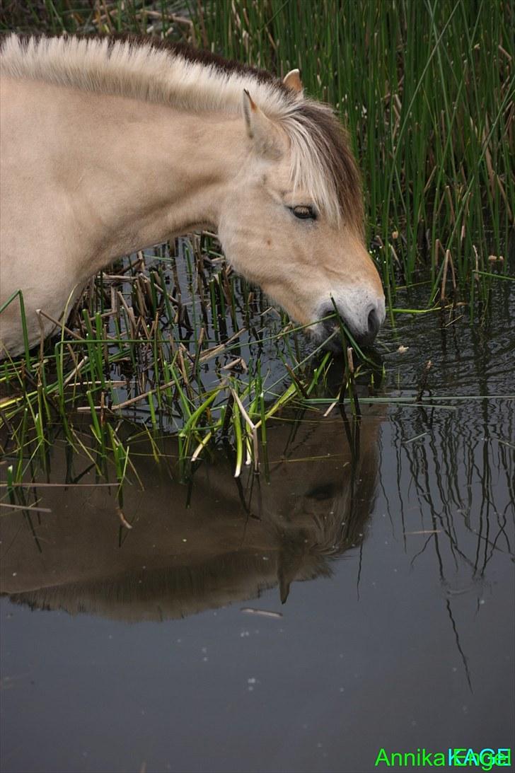 Fjordhest Lucas - lucas er en rigtig vandhest xD billede 14