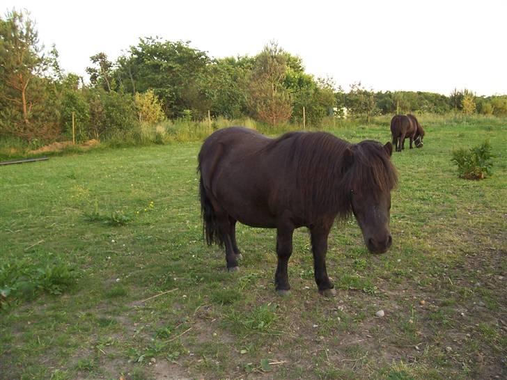 Shetlænder Pippi - ja det er så mig<3 billede 1