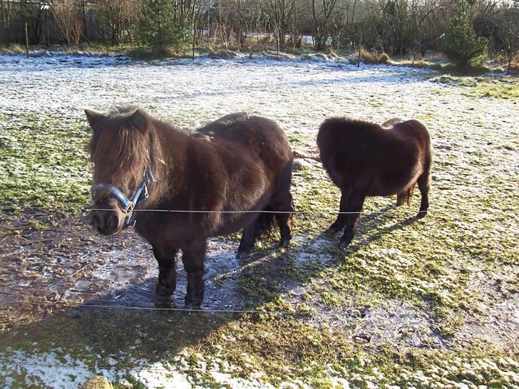 Shetlænder Pippi - <3 billede 2