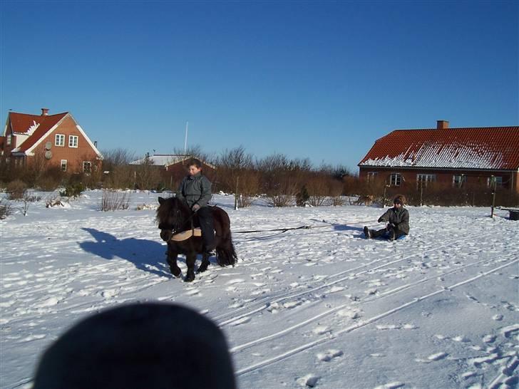 Shetlænder Pippi - fuck det er sjovt billede 3