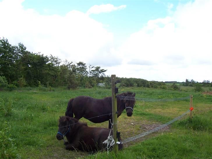Shetlænder Pippi - heej, ja jeg er hans pleje moar! billede 4