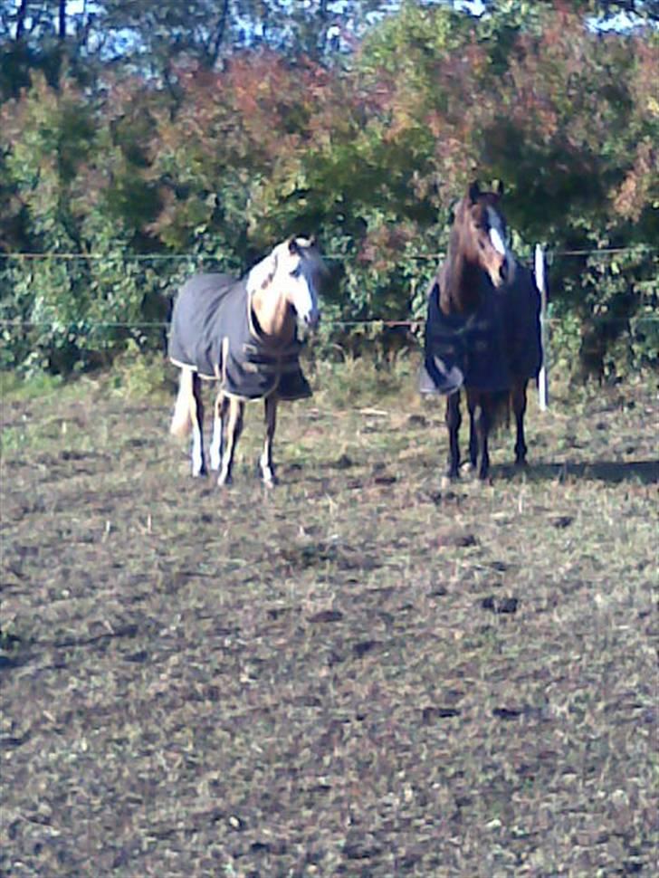 Connemara Birkely Little Teat R.I.P - mille og zuck - kæresterne (; billede 9