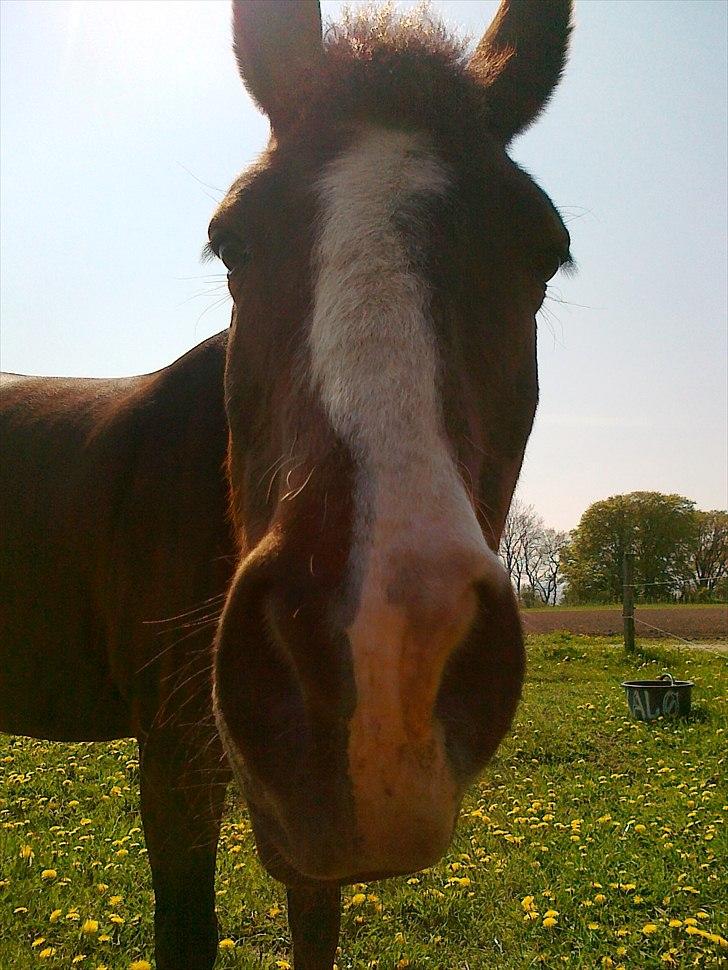 Connemara Birkely Little Teat R.I.P - Zuck 06.05.2011 billede 1