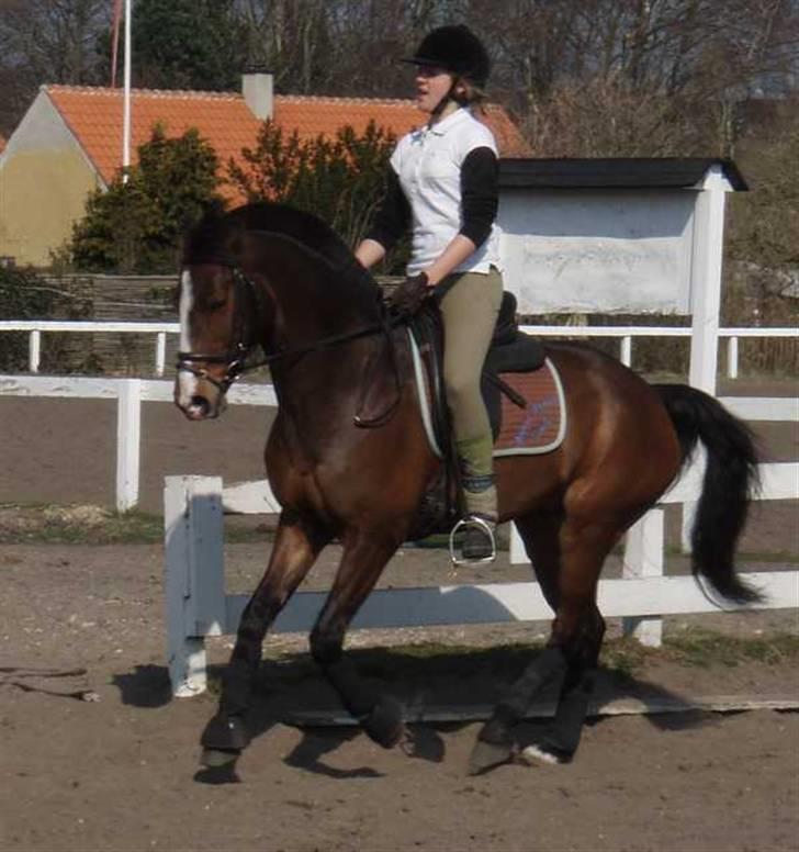 Connemara Birkely Little Teat R.I.P - fotomodeler for fie (; haha. det var nogle fantatiske billeder gennem to år. billede 13