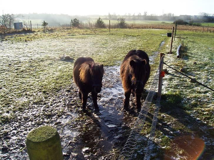 Shetlænder Pippi - pippi og thor<3 billede 5