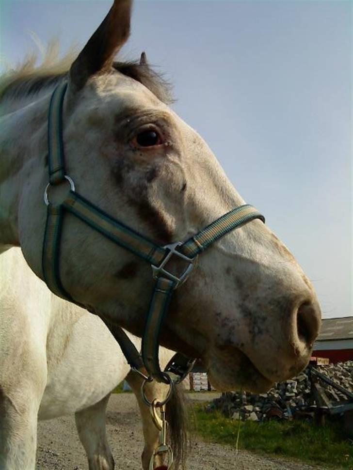 Appaloosa Corine billede 14