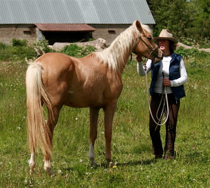 Palomino Rainbow Emily Rose - Charlotte træner Emily 23. maj 09 billede 19