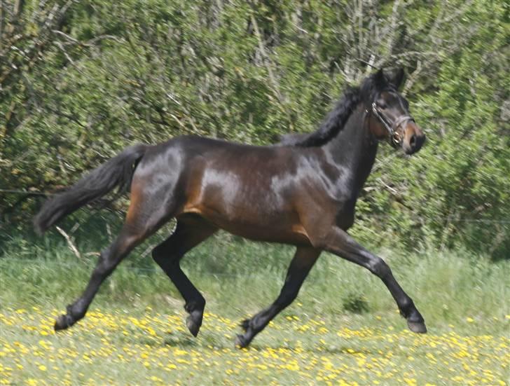 Anden særlig race Søgårdens Qashqai *solgt* - maj 2009 billede 12