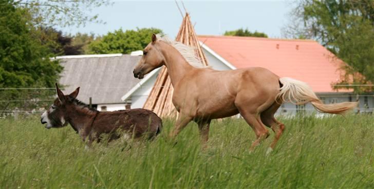 Palomino Rainbow Emily Rose - Emily og Chris E. Pappa i fuld fart 23. maj 09 billede 22