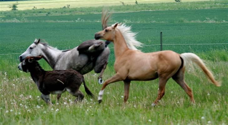 Palomino Rainbow Emily Rose - Emily, Mufaza og Æsel 23. maj 09 (beklager fokus) billede 23