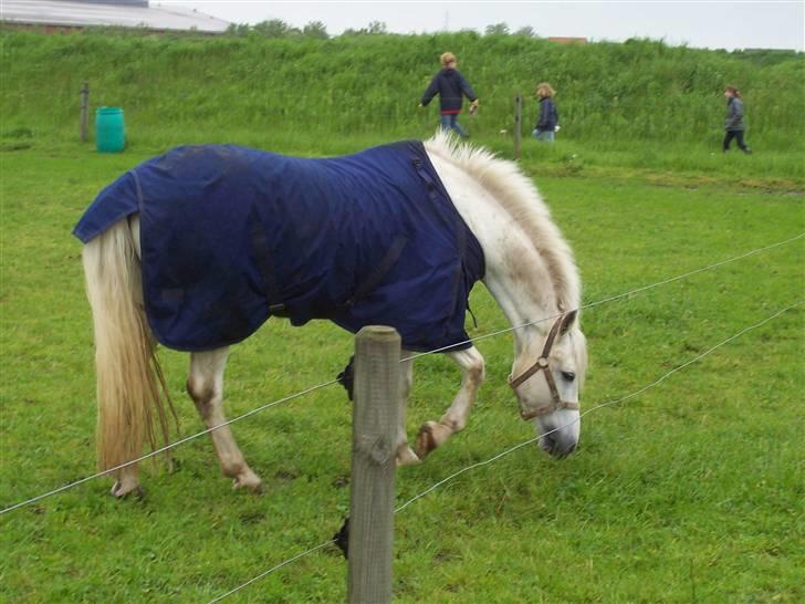 Connemara Sultan<3 aflivet:(   - sulle på mark<3 billede 1