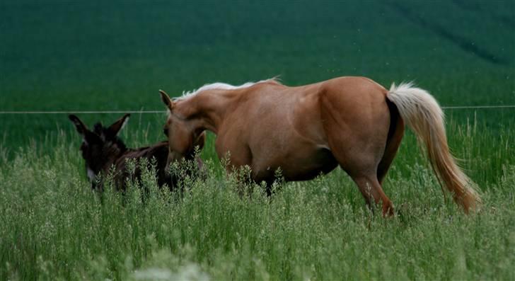 Palomino Rainbow Emily Rose - I´ll follow you my dear friend 23. maj 09 billede 25