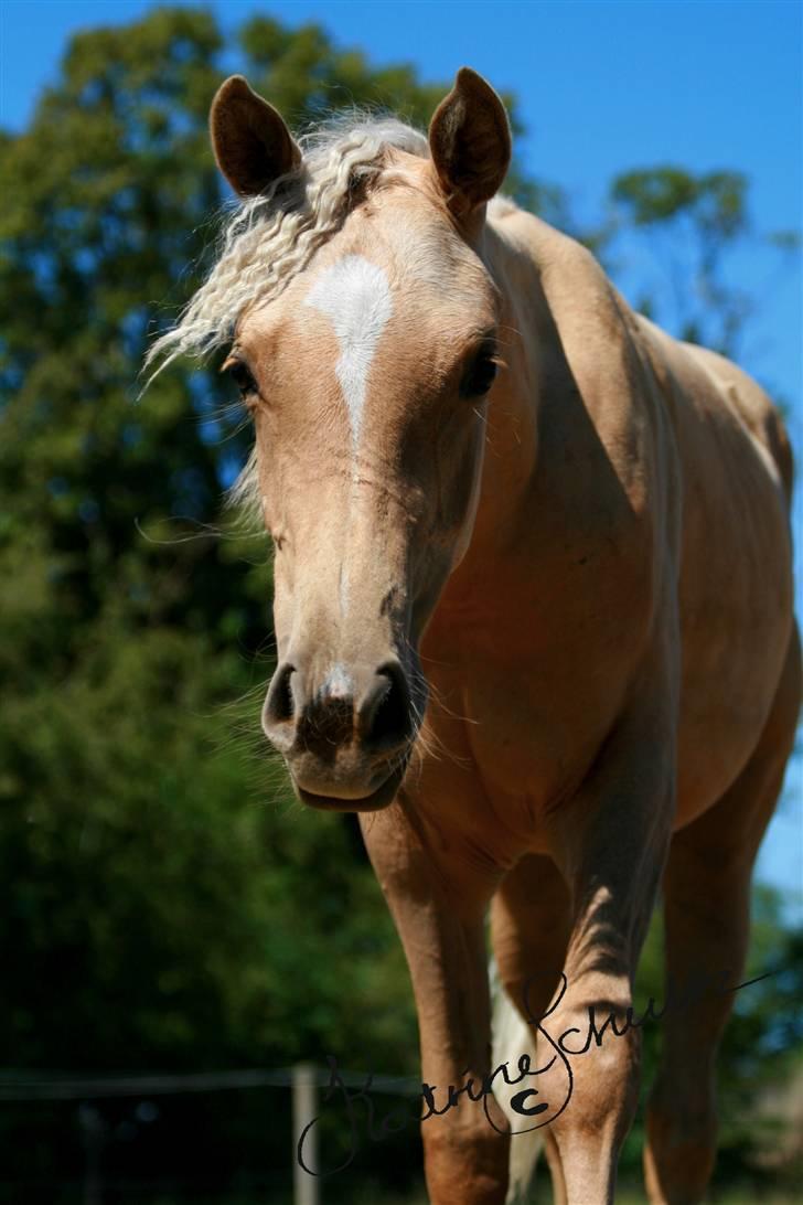 Palomino Rainbow Emily Rose - 29. juli 08 billede 27