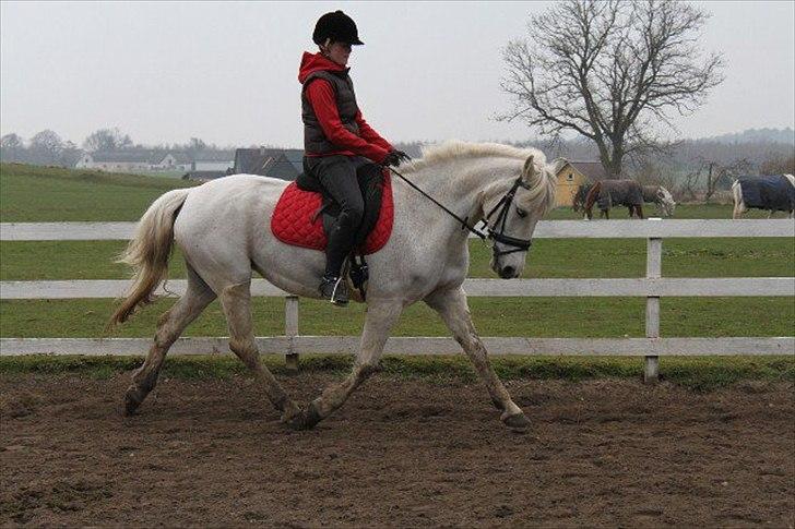 Anden særlig race Amidas - Drømmeponyen<'3 - træning april 2011, Foto: Stine Jørgensen billede 3