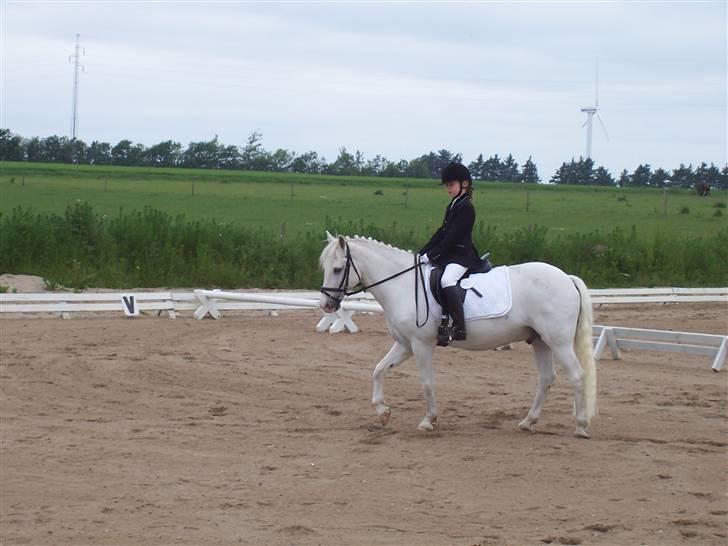 Connemara Sultan<3 aflivet:(   - emma og sulle øgr<3 billede 3