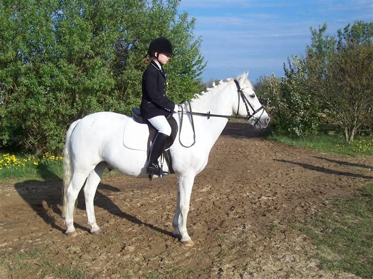 Connemara Sultan<3 aflivet:(   - <3 billede 6