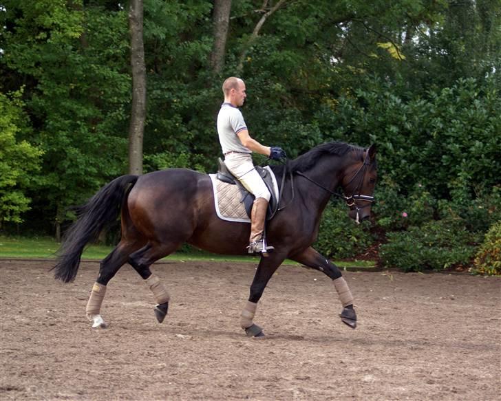 Dansk Varmblod All Right  - all right og morten 20/9-08 billede 20