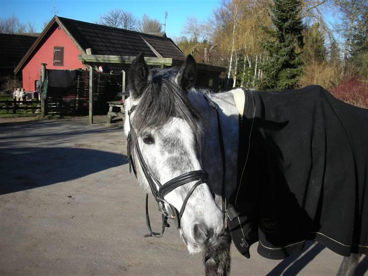 Anden særlig race Toftegårdens Merkur R.I.P - Merkur billede 1