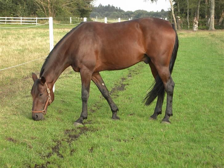 Traver Dustin Score billede 1