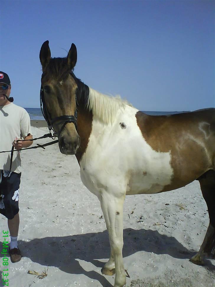 Pinto  Ocarina. R.I.P <333 - uhh, det er dejligt, at være ved stranden:) billede 19