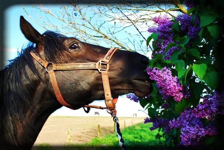 Welsh Cob (sec D) Dynamite Survivor *Buster* - Forår o9 billede 14