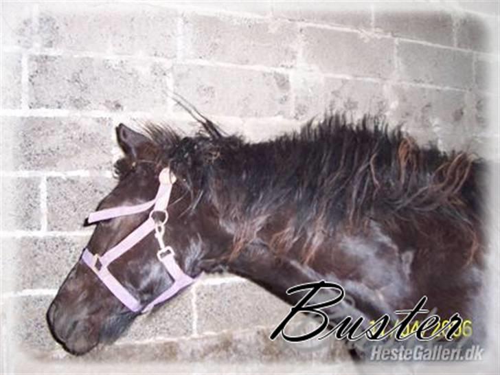 Welsh Cob (sec D) Dynamite Survivor *Buster* - Vores første glimt af ham. Knab 1 år gammel billede 16