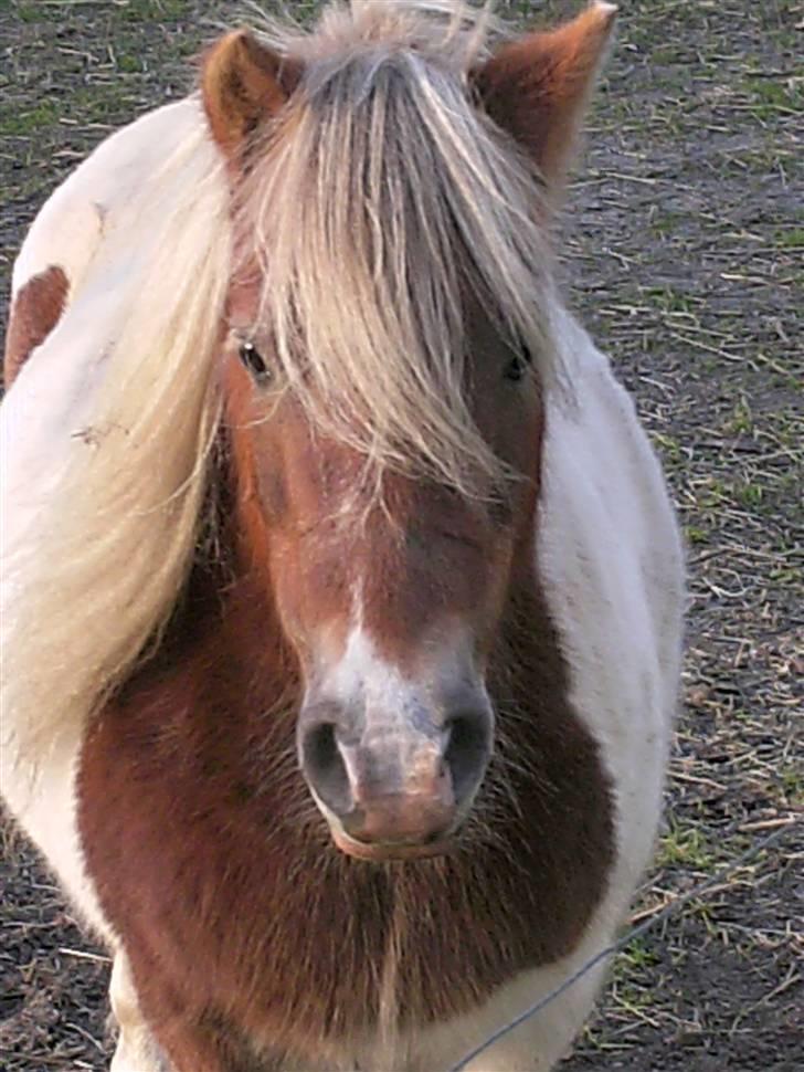 Shetlænder Lusi R.I.P <3 billede 6