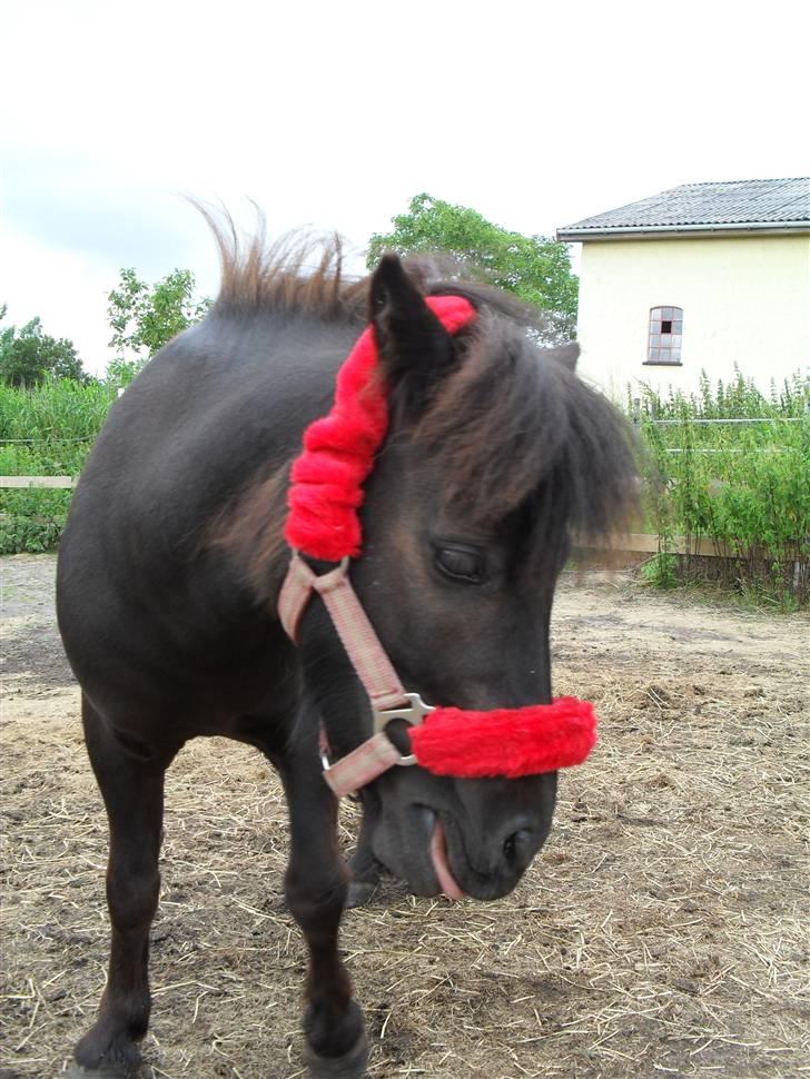 Shetlænder tøzen ( solgt) :I -  fordi du er så køn billede 10