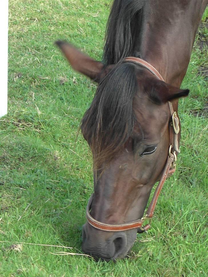 Traver Dustin Score billede 2