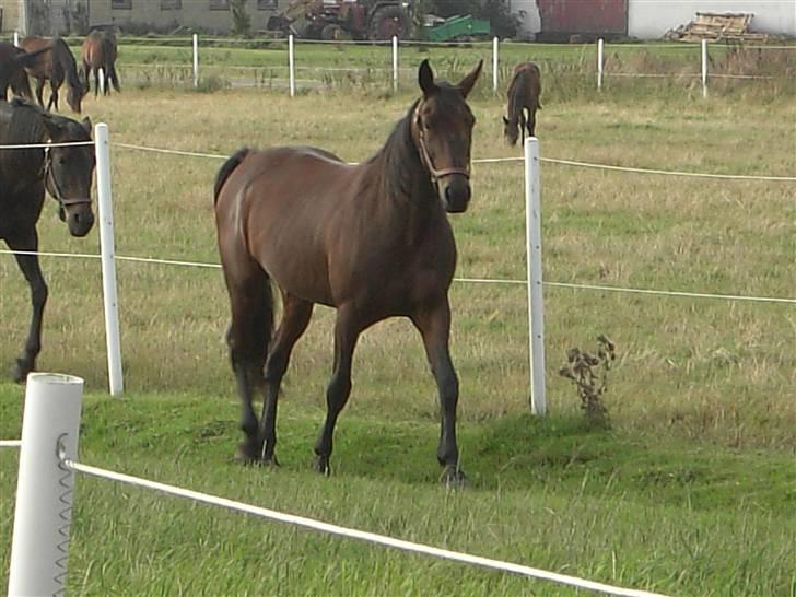 Traver Dustin Score billede 3