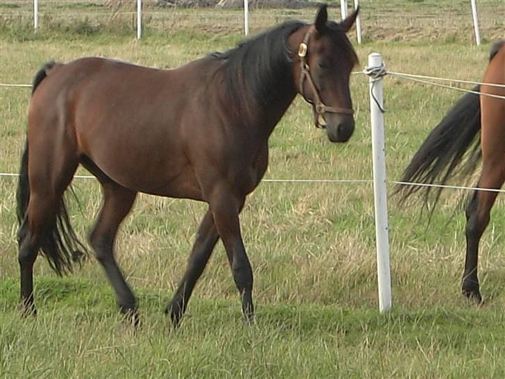 Traver Dustin Score billede 4