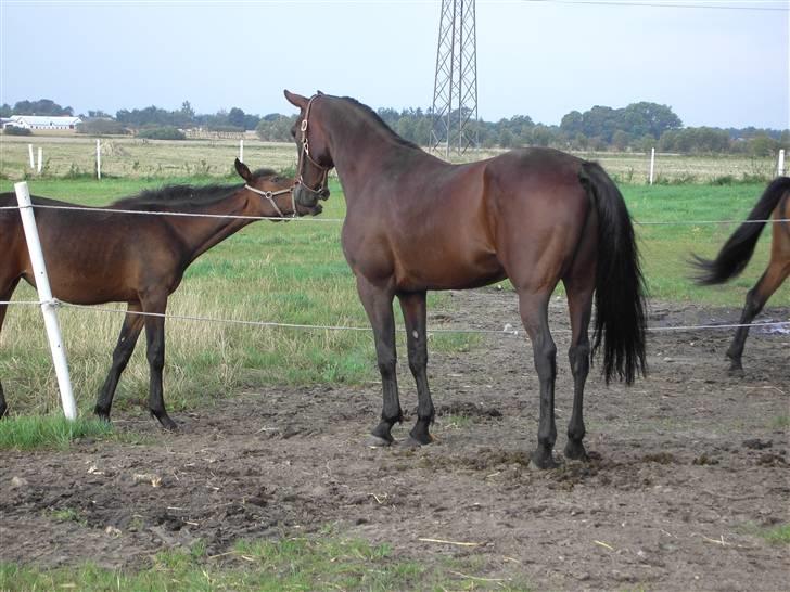 Traver Dustin Score billede 5