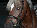 Welsh Cob (sec D) Dankirkeby icon - Solgt