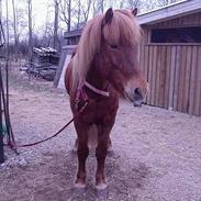 Islænder Landi <3 *solgt*