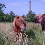 Islænder Landi <3 *solgt*