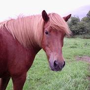 Islænder Landi <3 *solgt*