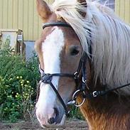 Haflinger Gordon (SOLGT) <3