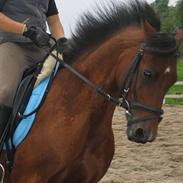 Tysk Sportspony P-tim <3 SOLGT